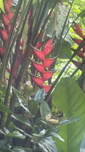Macawflower