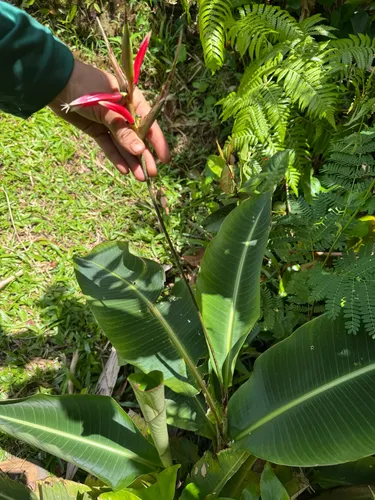Shining Bird Of Paradise