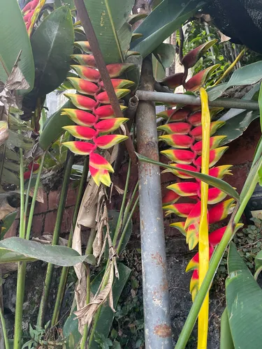 False Bird Of Paradise