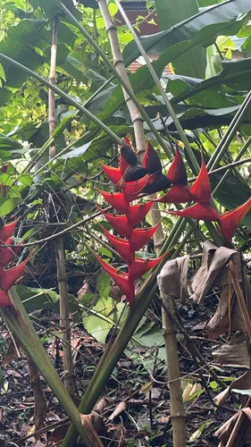 Dwarf Jamaican Heliconia — photo by lilliannutt