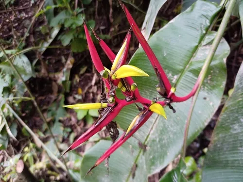 Guatemalan Bird Of Paradise
