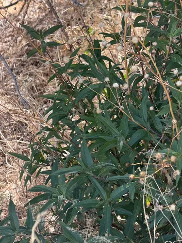 Longleaf False Goldeneye