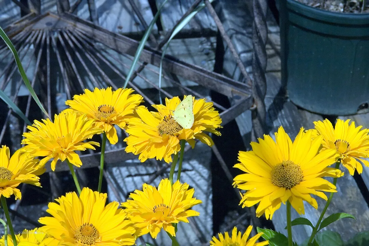 Smooth Oxeye (var. scabra) — photo by Photo by David J. Stang