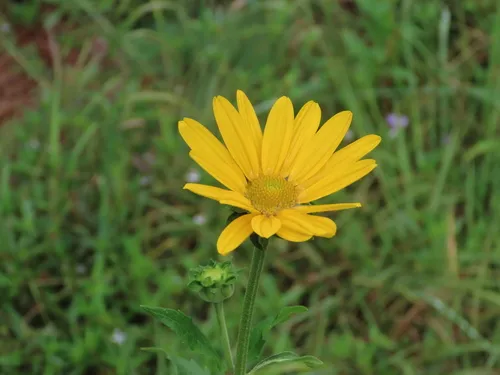 Smooth Oxeye