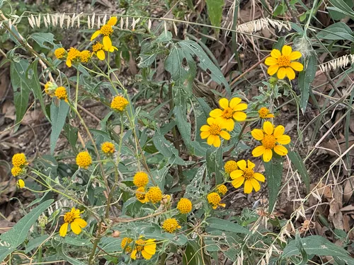 Mountain Oxeye — photo by CK2AZ