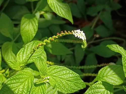 Scorpion's-tail