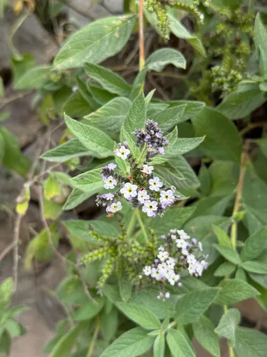 Garden Heliotrope — photo by ireferlu272