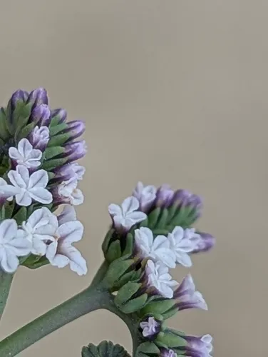 Salt Heliotrope