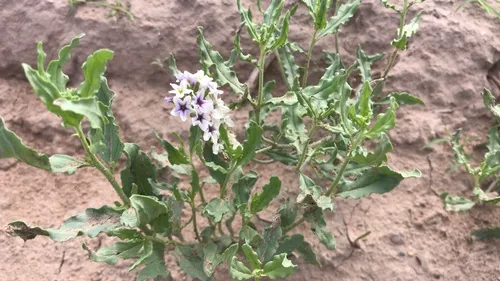 Greeneye Heliotrope