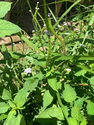 Indian Heliotrope — photo by Melanie D. Bartolome