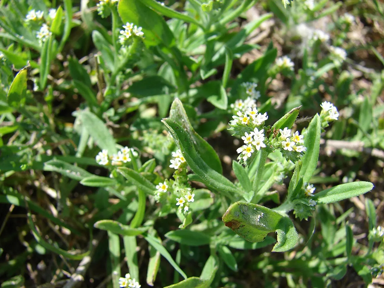 Fourspike Heliotrope