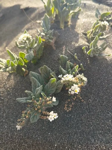 Wavy Heliotrope — photo by Néstor