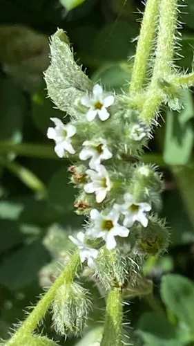 Dwarf Heliotrope — photo by Steven Lauwers