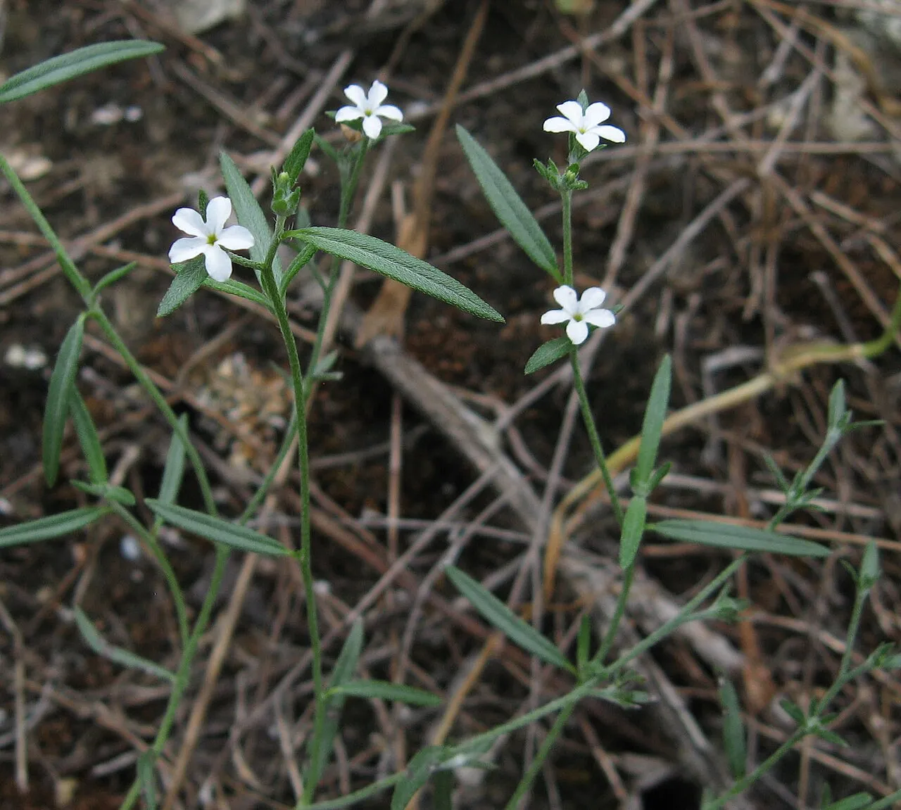 Pasture Heliotrope — photo by Mason Brock ( Masebrock )