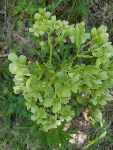 Setterwort