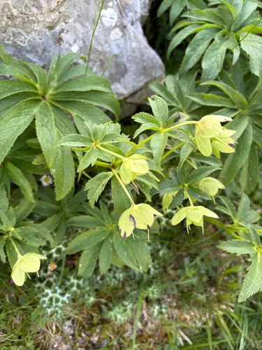 Green Hellebore