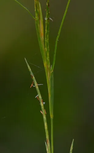 Limpograss — photo by Santiago Mailhos