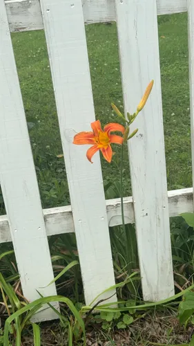 Orange Daylily — photo by stewbabyq