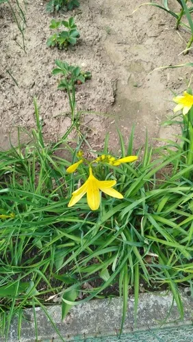 Yellow Daylily