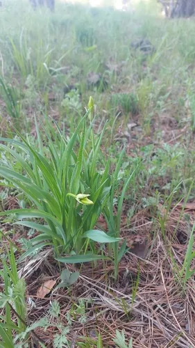 Small Daylily