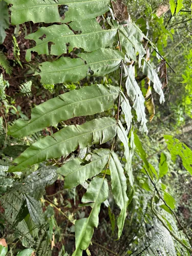 Halfnetfern — photo by Omar Monzon Carmona