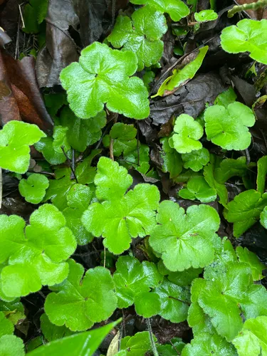 Starfern — photo by clara_alzerreca