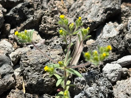 Opposite-leaved Tarweed — photo by Damon Tighe