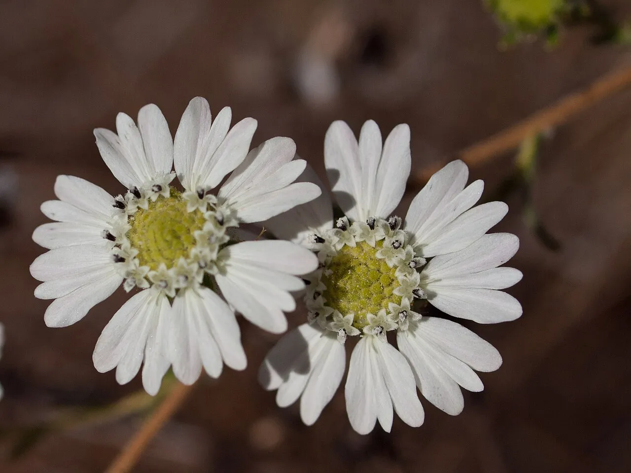 Hayfield Tarweed (subsp. clevelandii) — photo by Franco Folini from San Francisco, USA