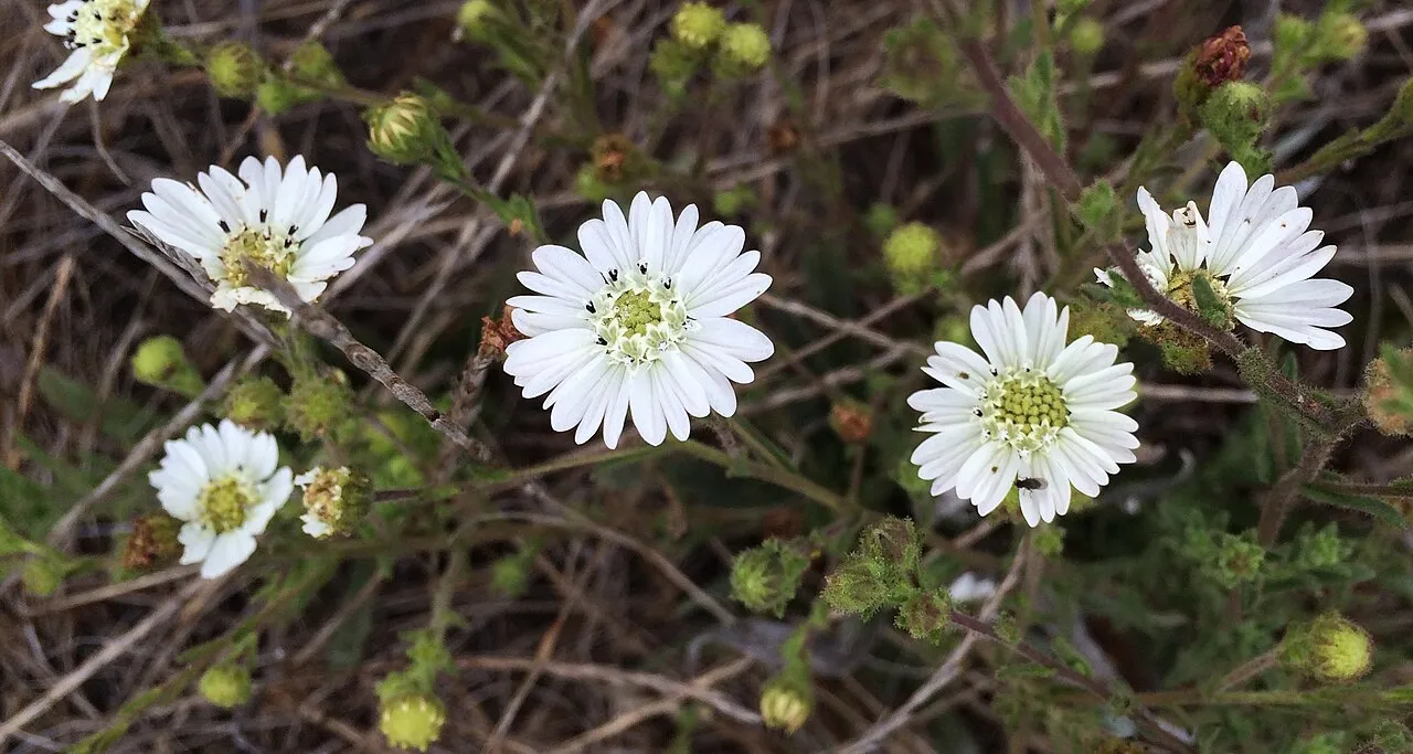 Hayfield Tarweed (subsp. luzulifolia) — photo by Peter D. Tillman