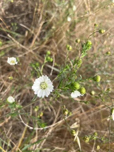 Hayfield Tarweed