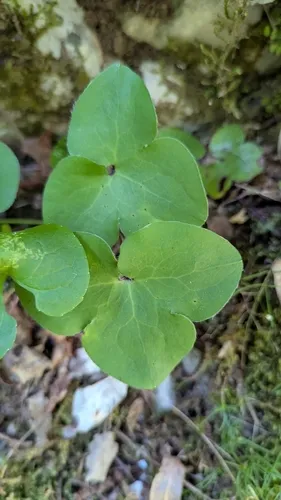 Hepatica — photo by Michael Woodruff