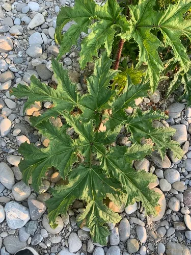 Giant Hogweed
