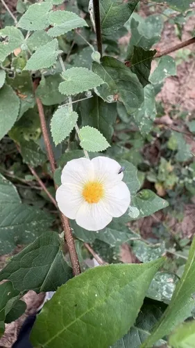 Bladdermallow
