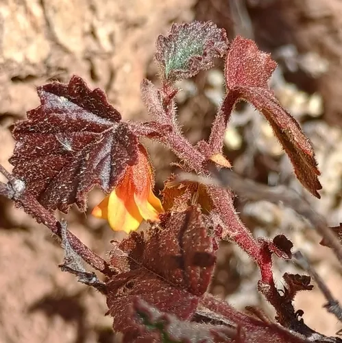 Santa Catalina Burstwort