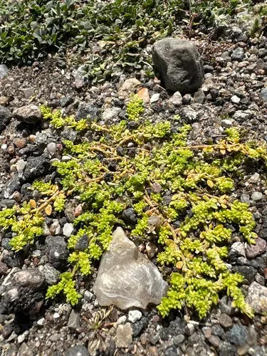 Smooth Rupturewort — photo by daniel_koerbaecher