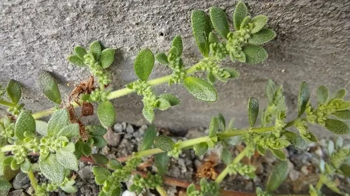 Hairy Rupturewort