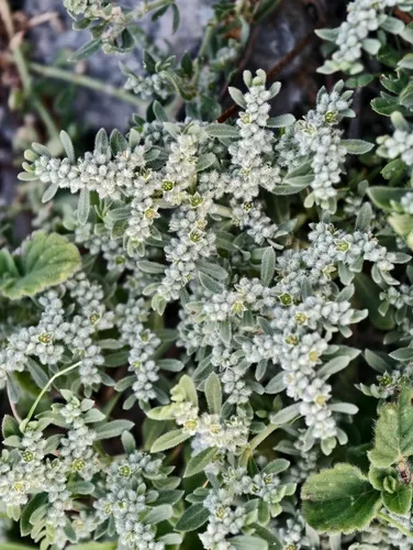 Gray Rupturewort