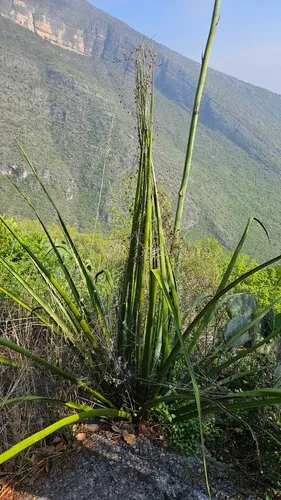 New Mexico False Yucca
