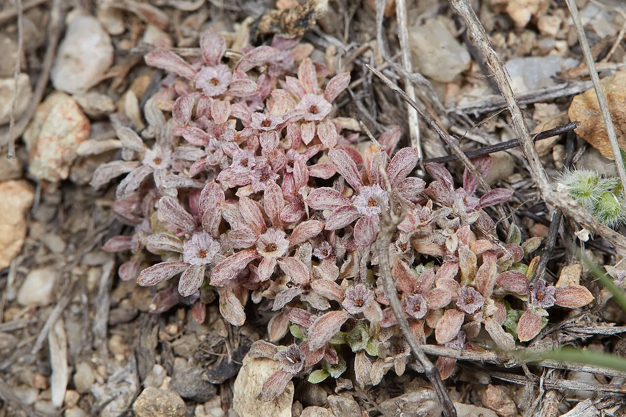 Stemless Dwarf-cudweed