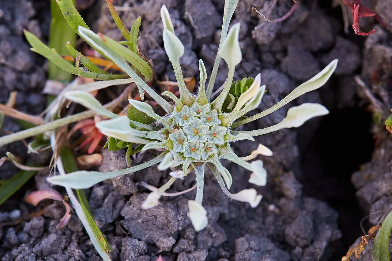 Dwarf Dwarf-cudweed