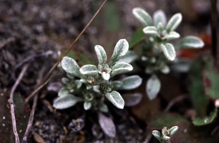 Erect Dwarf-cudweed — photo by Gordon Leppig & Andrea J. Pickart