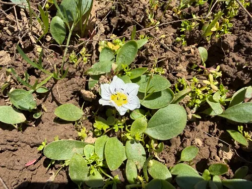 Dwarf Hesperochiron