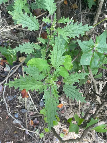 Hawai'i Stingingnettle