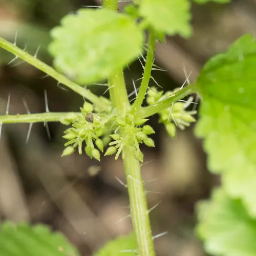 Western Stingingnettle — photo by Dan Antonaccio