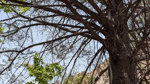 Arizona Cypress