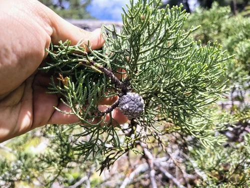 Modoc Cypress