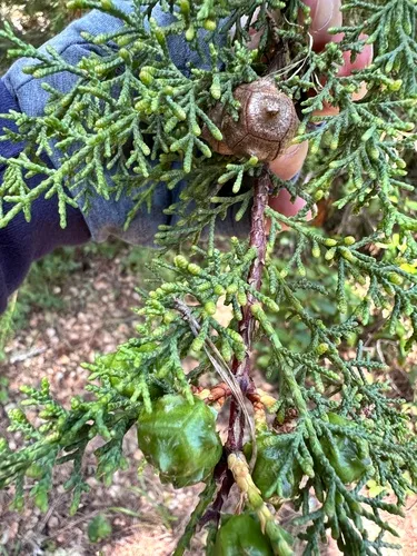 Gowen Cypress