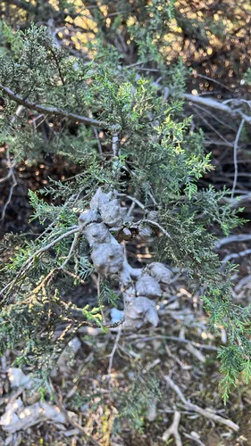 McNab's Cypress