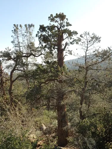 Paiute Cypress