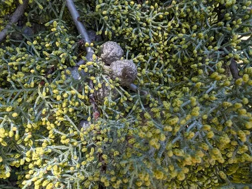 Cuyamaca Cypress